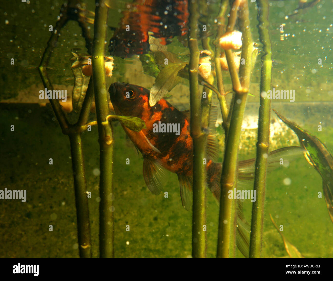 Manger des poissons rouges dans un aquarium Banque D'Images