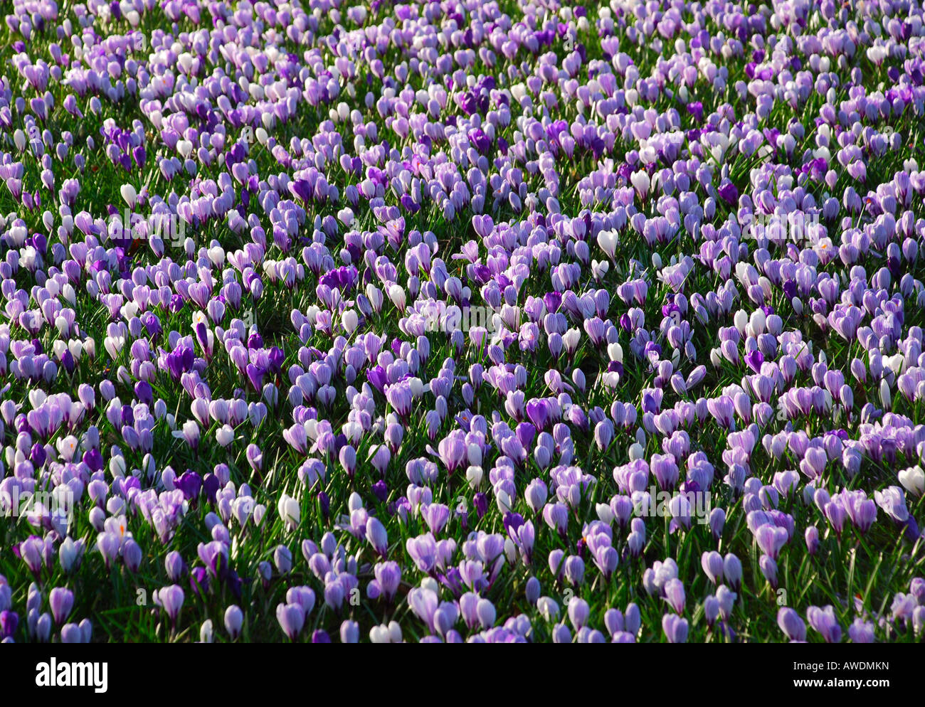 Tapis de Crocus Blanc Bleu Violet fleurs en pleine floraison à Aberdeen en Écosse Duthie Park Banque D'Images