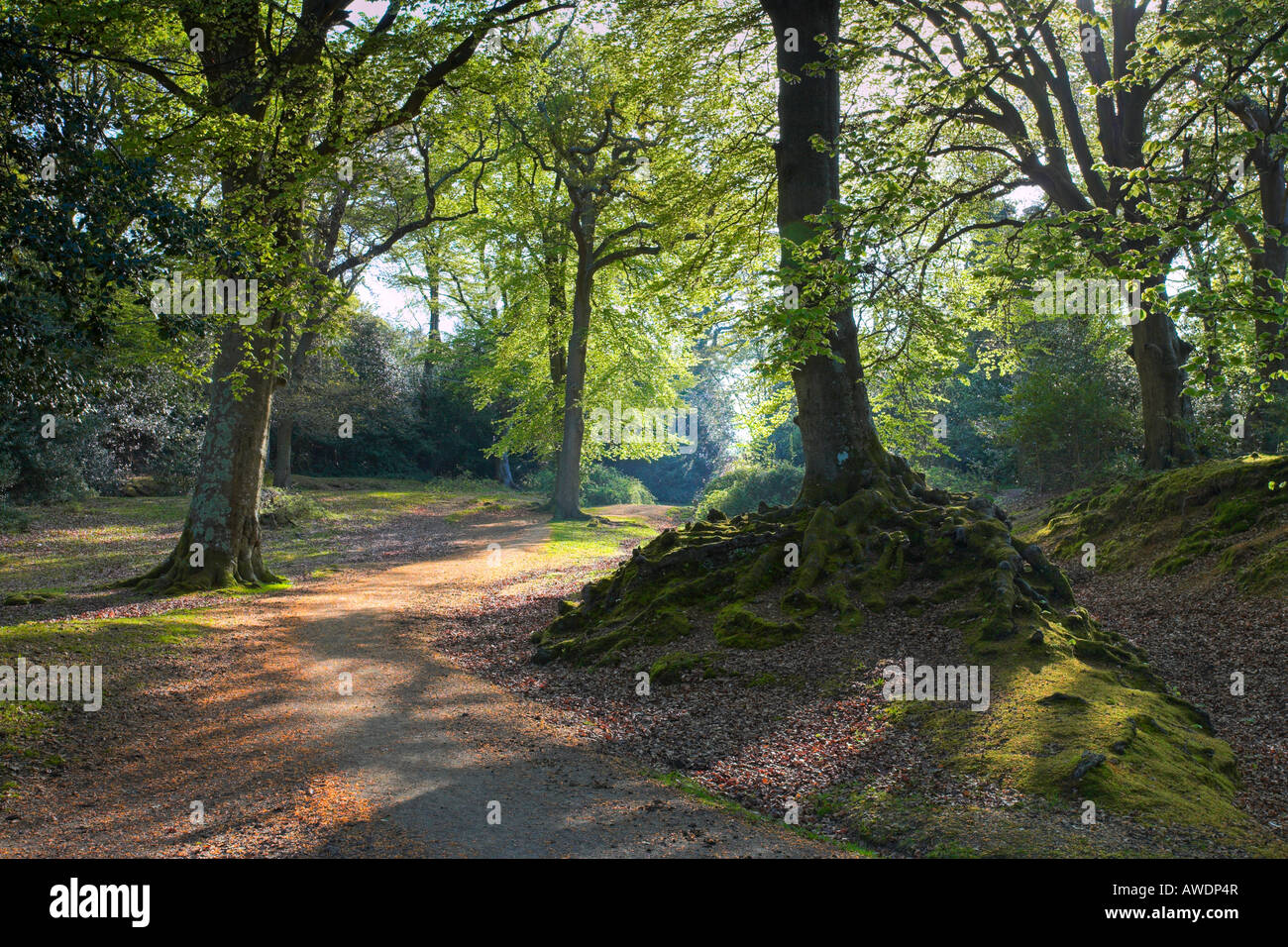 Sentier qui traverse les bois, Burley, Parc National de New Forest Banque D'Images