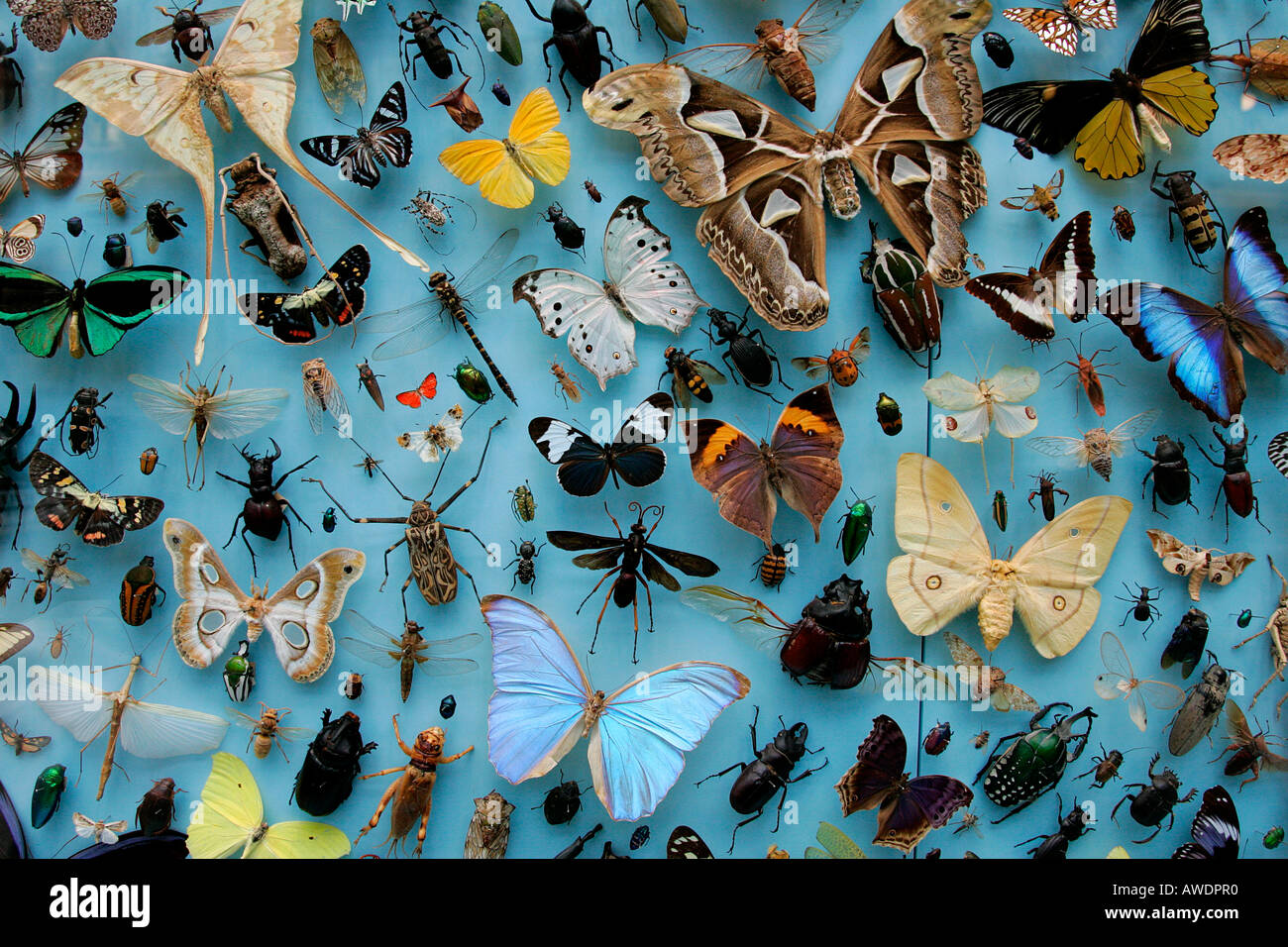 Musée des papillons papillon beauté affichée de cas d'affichage bug palpeurs diurne varié afin de recueillir diverses séchées nature morte Banque D'Images