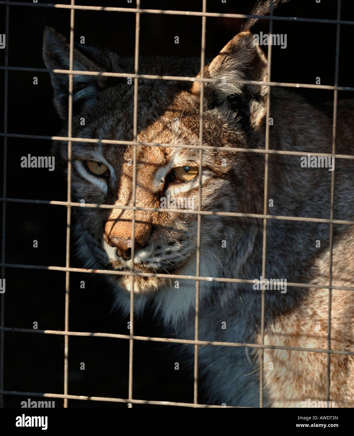 Un lynx en captivité, également connu sous le nom de Lynx du Nord. Banque D'Images