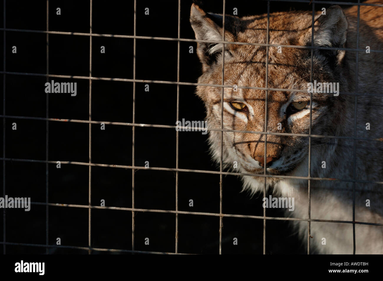 Un lynx en captivité, également connu sous le nom de Lynx du Nord. Banque D'Images