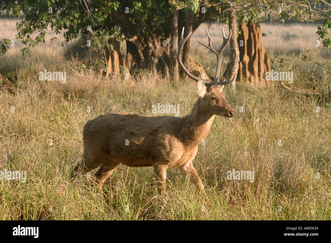 Barasingha, Cervus duvauceli branderi, Kanha National Park, Madhya Pradesh, Inde Banque D'Images