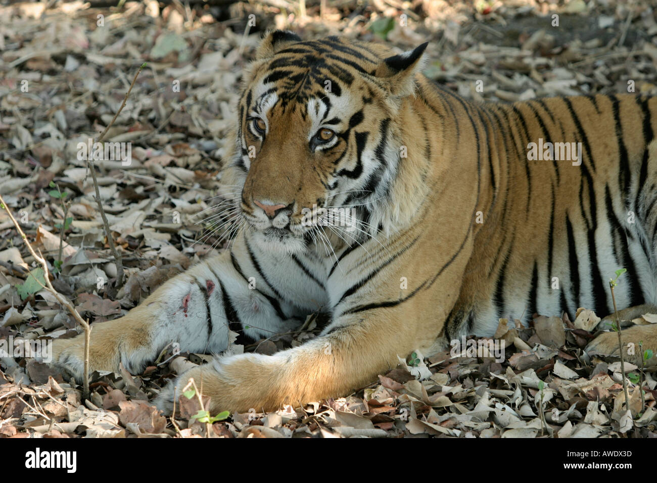 Tiger. La Réserve de tigres de Kanha, Madhya Pradesh, Inde. Panthera tigris tigris est le plus grand nombre de sous-espèces de tigres. Banque D'Images Tiger. La Réserve de tigres de Kanha, Madhya Pradesh, Inde. Panthera tigris tigris est le plus grand nombre de sous-espèces de tigres. Banque D'Images