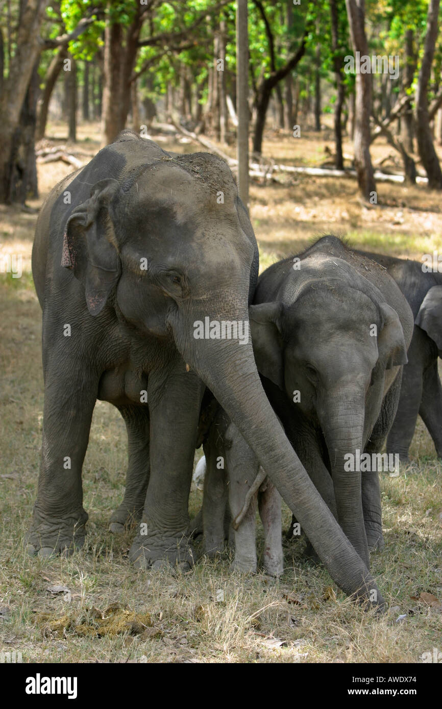 L'éléphant indien, Elephas maximus, avec juste née mollet, Kanha National Park, Madhya Pradesh, Inde Banque D'Images