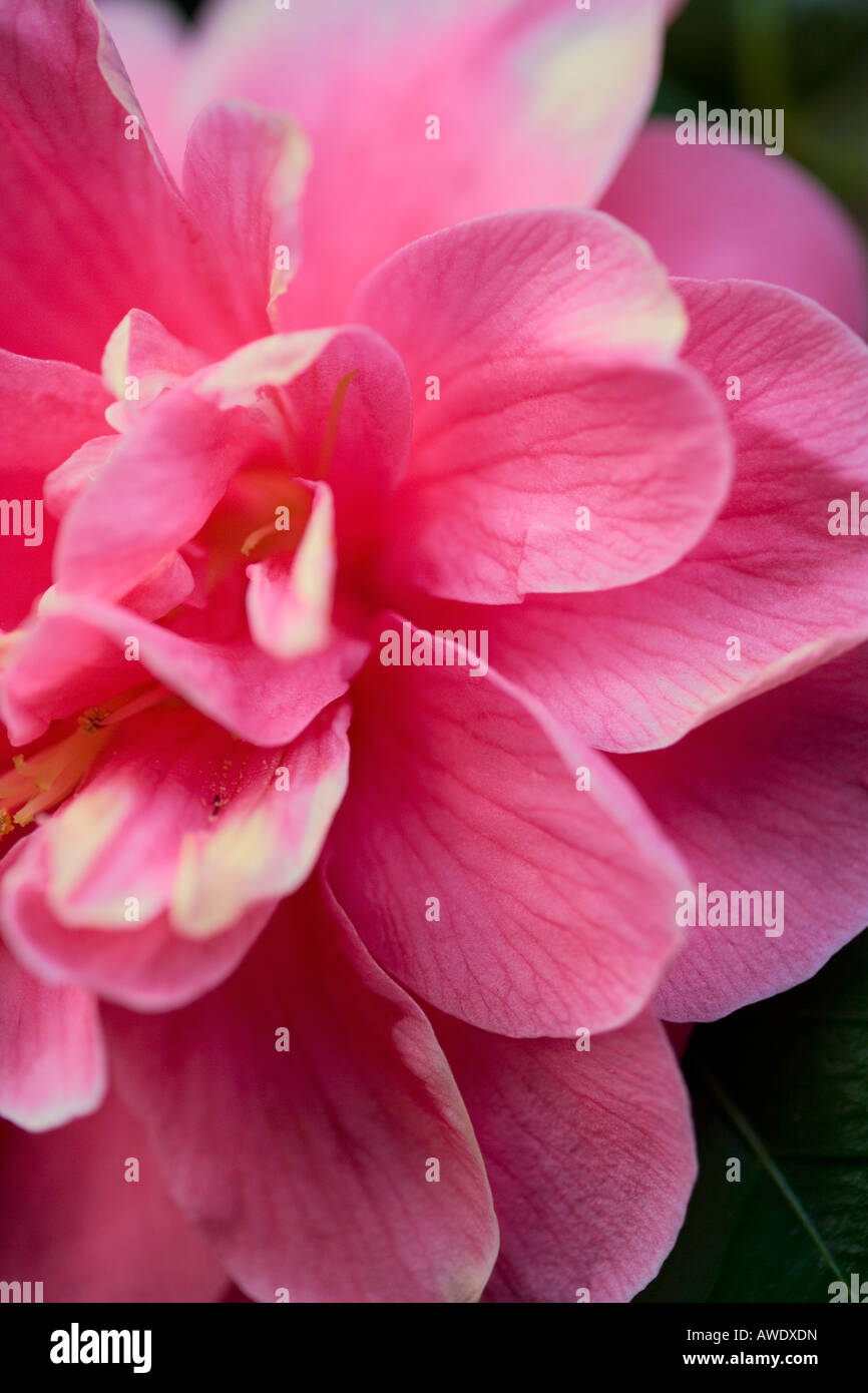 Camellia rose floraison dans le Royaume-Uni au début du printemps Banque D'Images