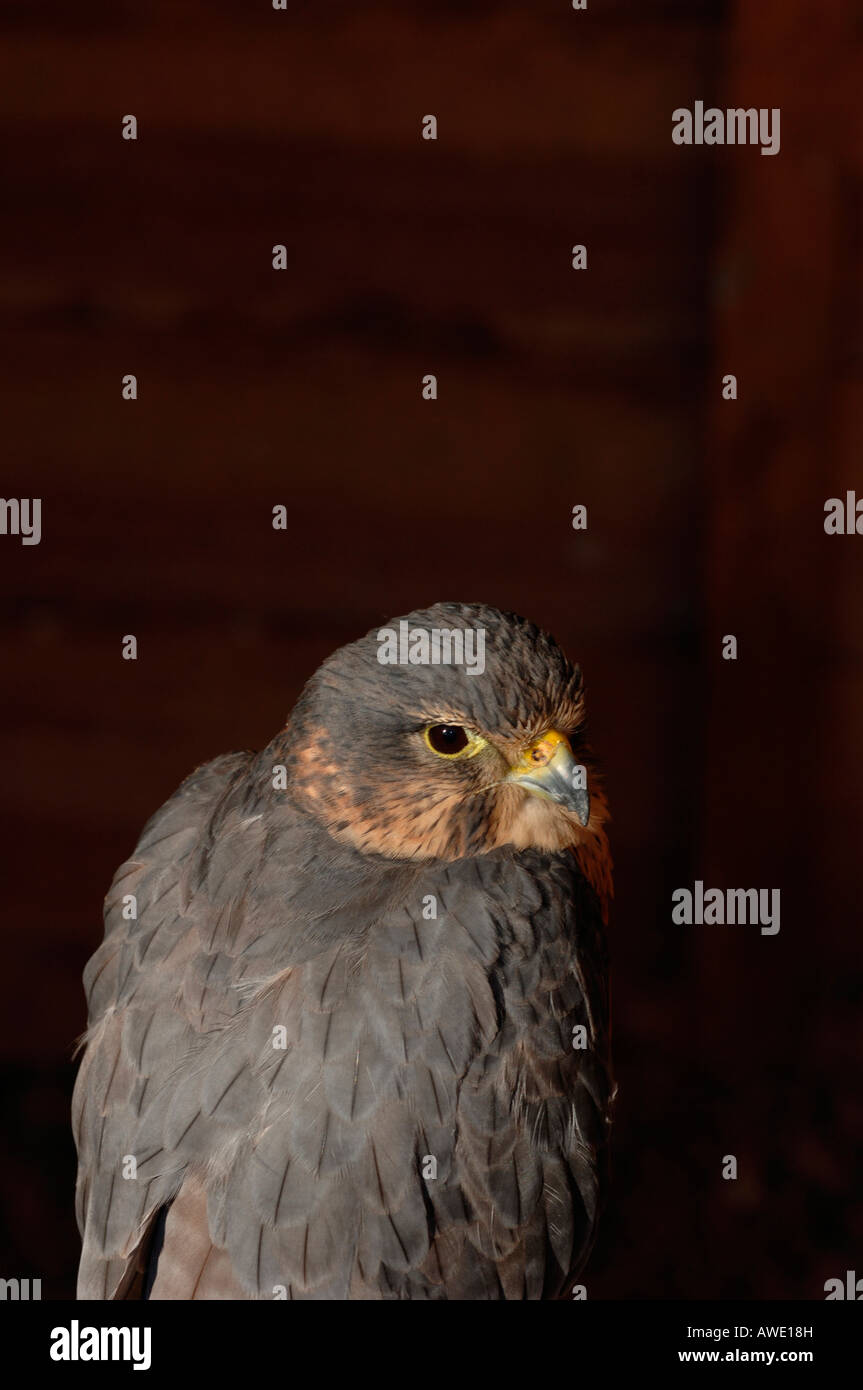 Merlin en captivité. d'oiseau de proie(Falco columbarius) Banque D'Images