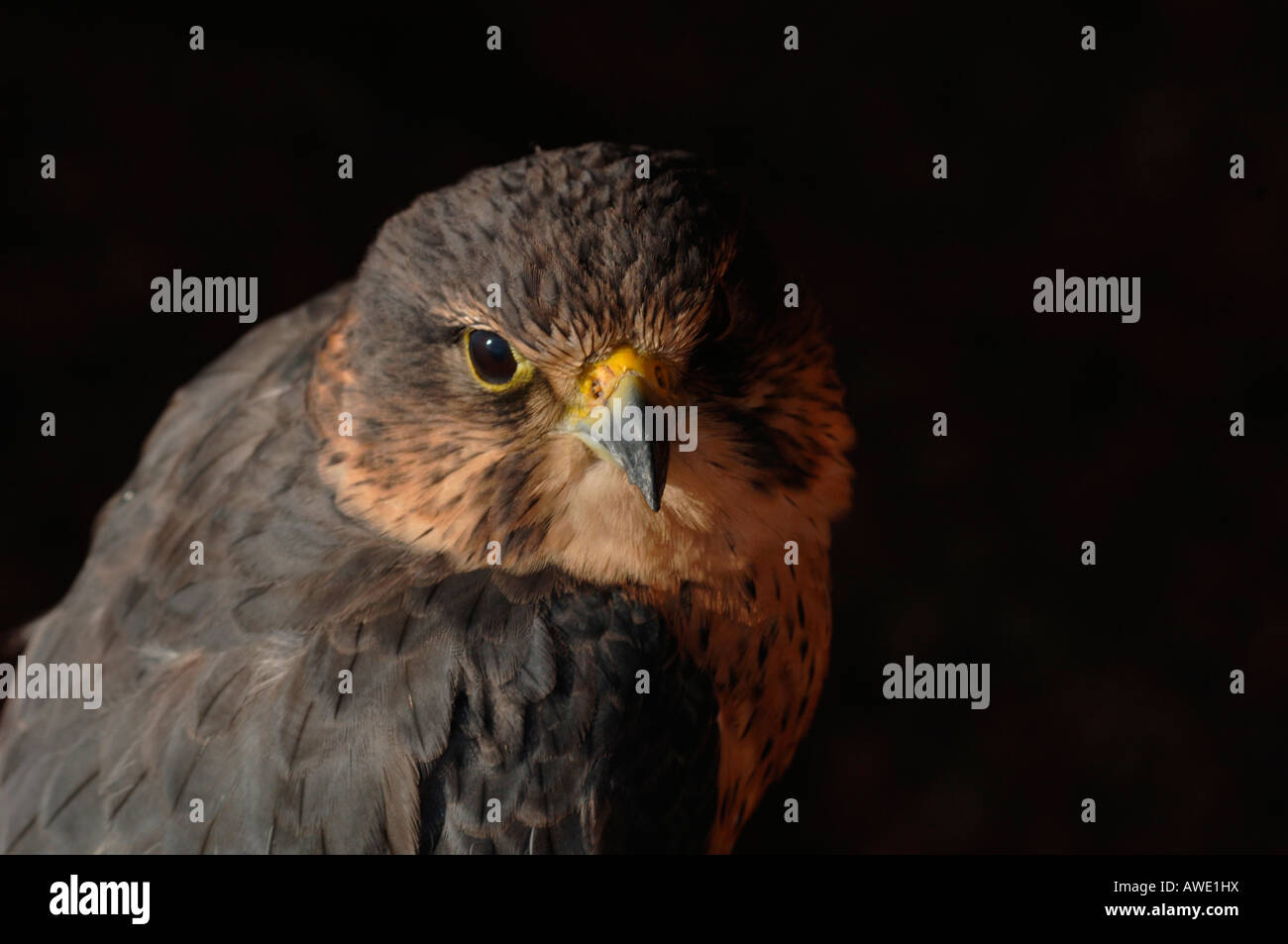 Merlin en captivité. d'oiseau de proie(Falco columbarius) Banque D'Images