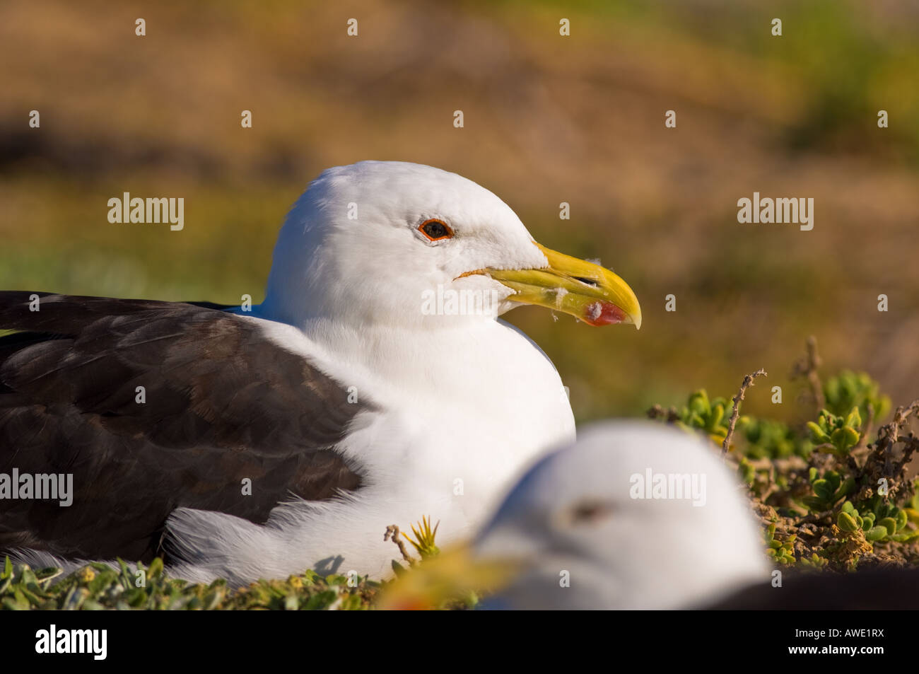 Gros plan d'une mouette de varech. Banque D'Images