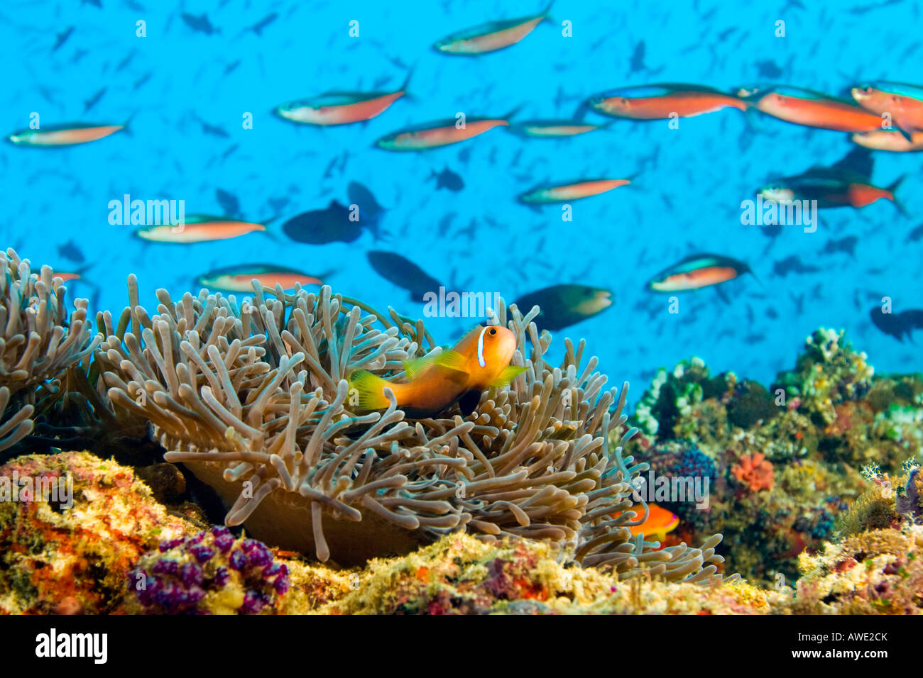 Un poisson clown Rose regarde jusqu'à partir de son domicile à une anémone de mer passant de l'école des Fusiliers néon à Maaya Thila de corail dans les Maldives. Banque D'Images
