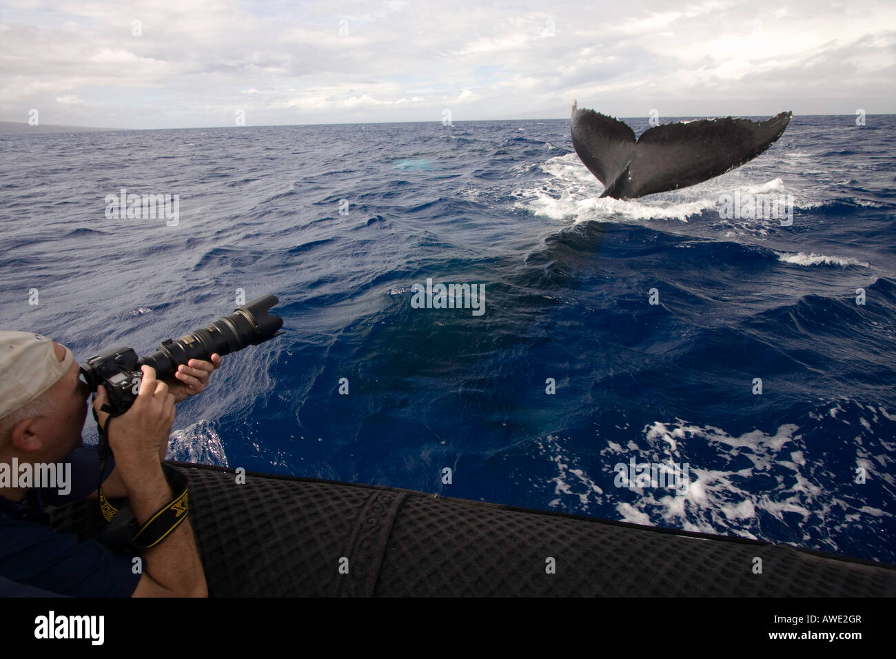 Un photograher obtient de plus près à la queue d'une baleine à bosse, Megaptera novaeangliae, New York. Banque D'Images