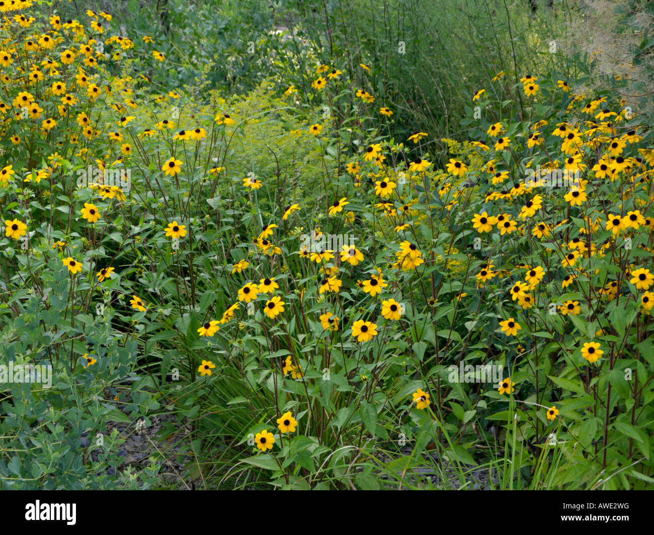 Brown-eyed susan (Rudbeckia triloba) Banque D'Images