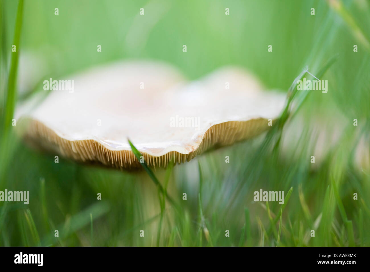 Close up de branchies de prairie (Waxcap Hygrocybe pratensis) champignon poussant dans l'herbe de la pelouse du jardin en automne. Royaume-uni Grande-Bretagne Banque D'Images
