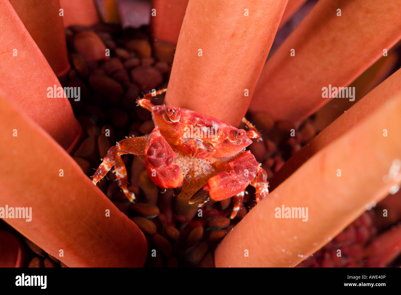 Une femme liomera Liomera, crabe rouge rubra, tient une queue pleine d'oeufs dans un oursin crayon, New York. Banque D'Images