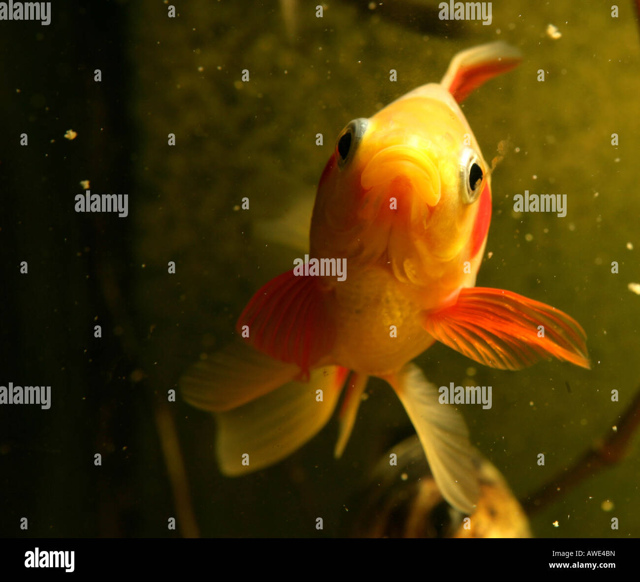 Saras Comet Goldfish goldfish Banque D'Images