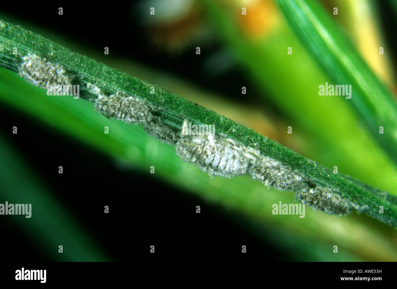 Aiguille de pin gris Schizolachnus pineti pucerons sur l'aiguille de pin sylvestre Banque D'Images