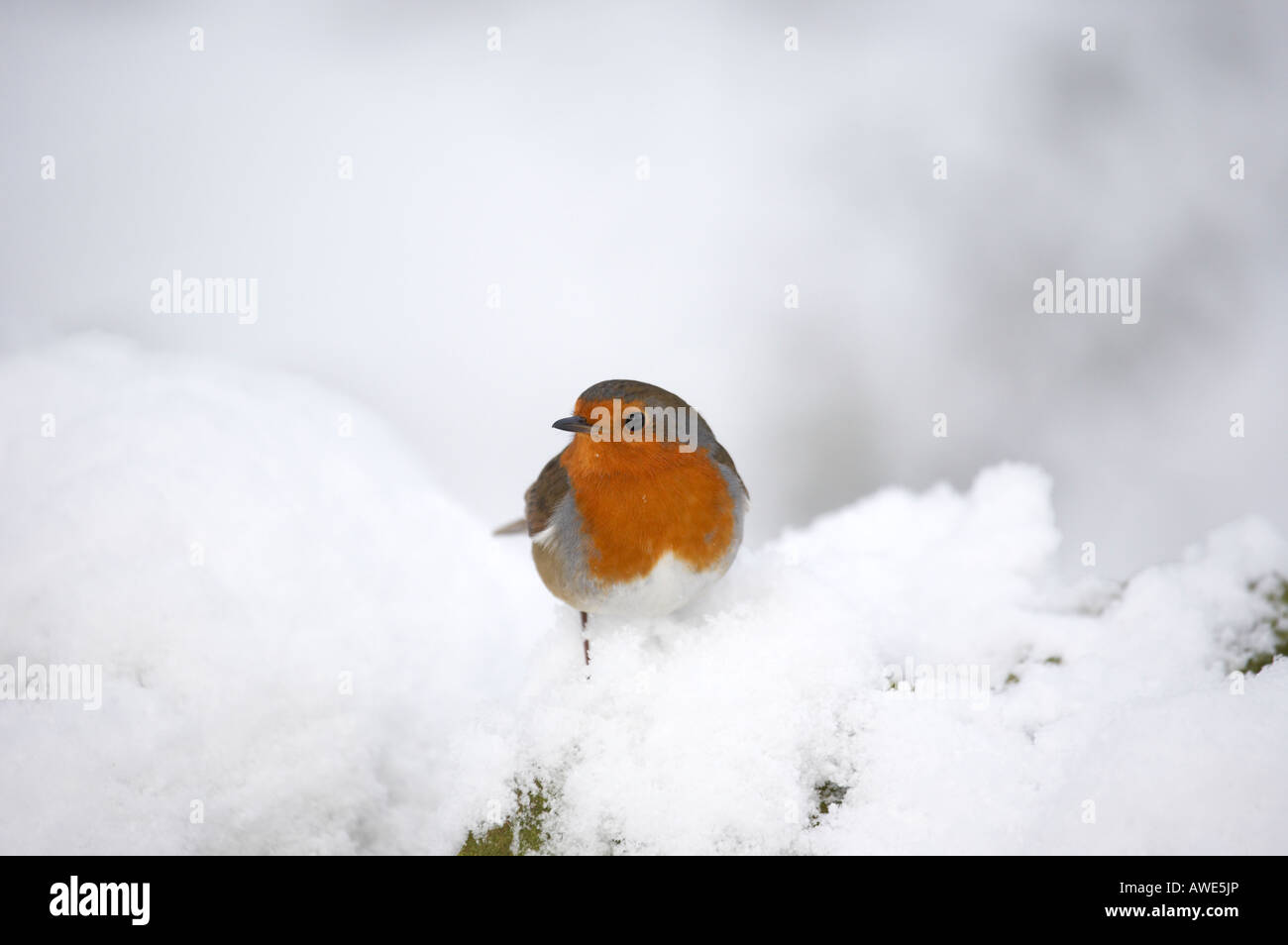 Robin sur une branche couverte de neige dans Derbyshires Peak District Banque D'Images