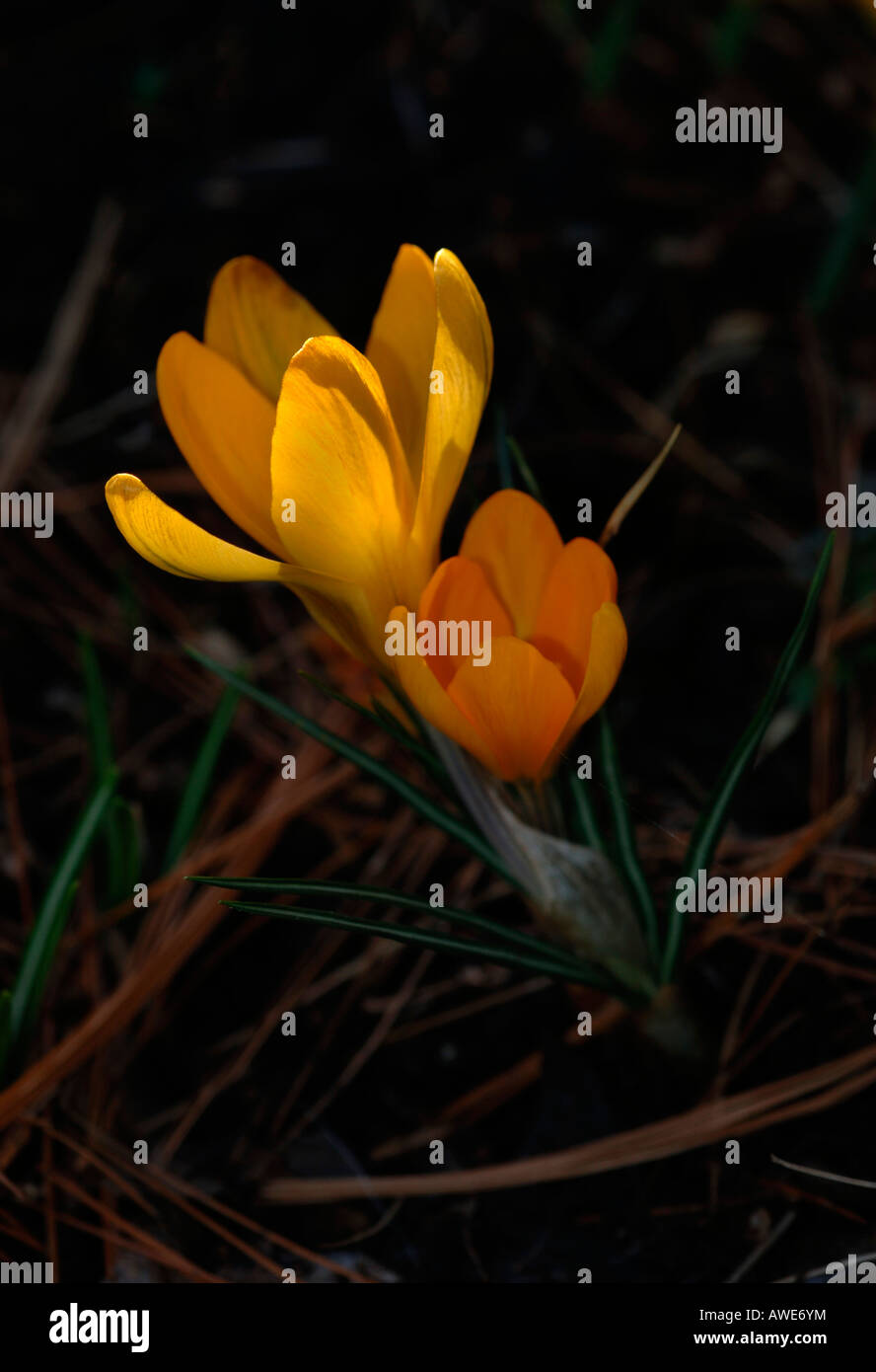 Fleurs Crocus Orange. Banque D'Images