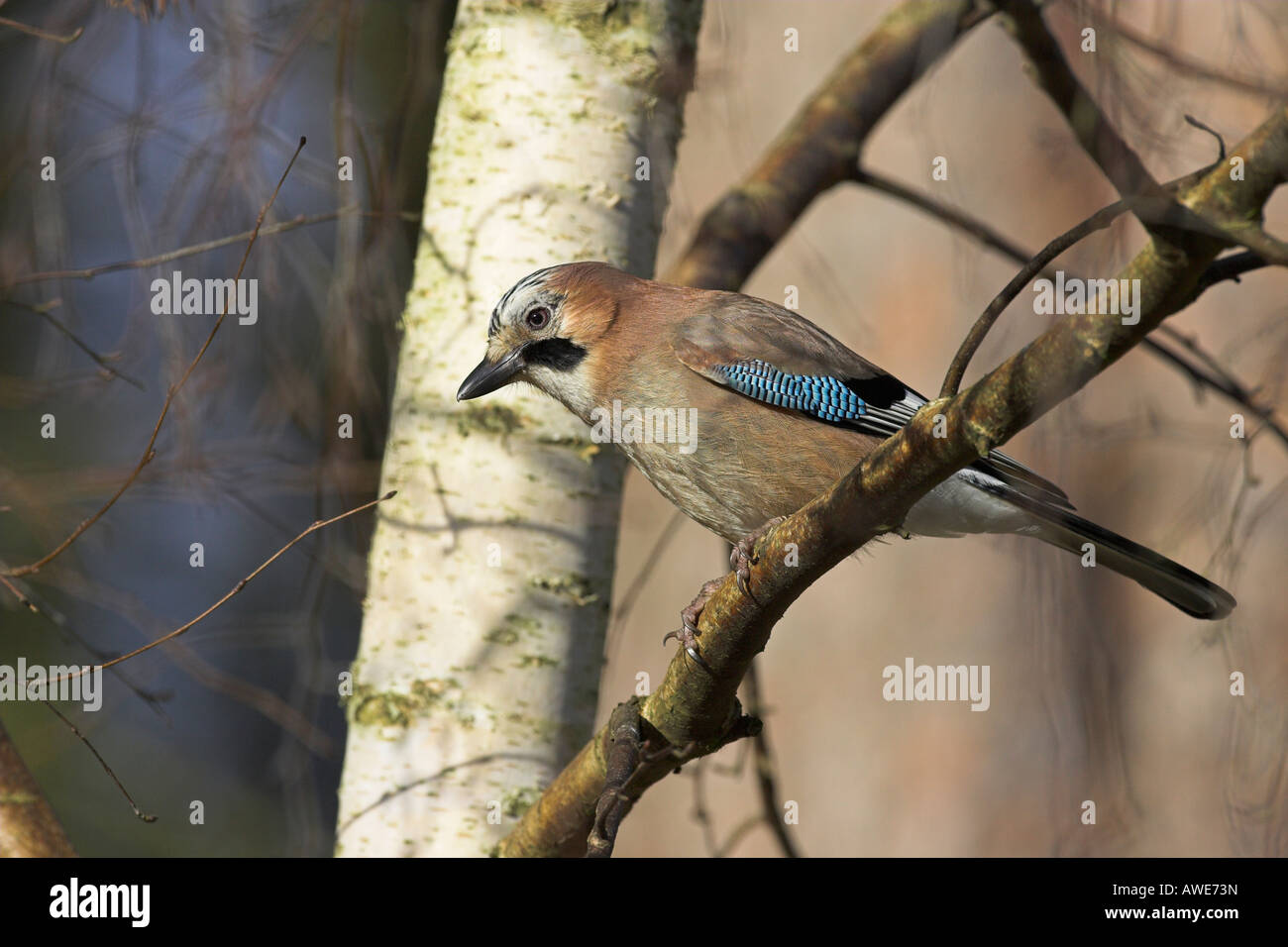 Eurasian Jay Garrulus glandarius perché en bouleau d'argent à la recherche de nourriture à Norfolk, au Royaume-Uni en février. Banque D'Images