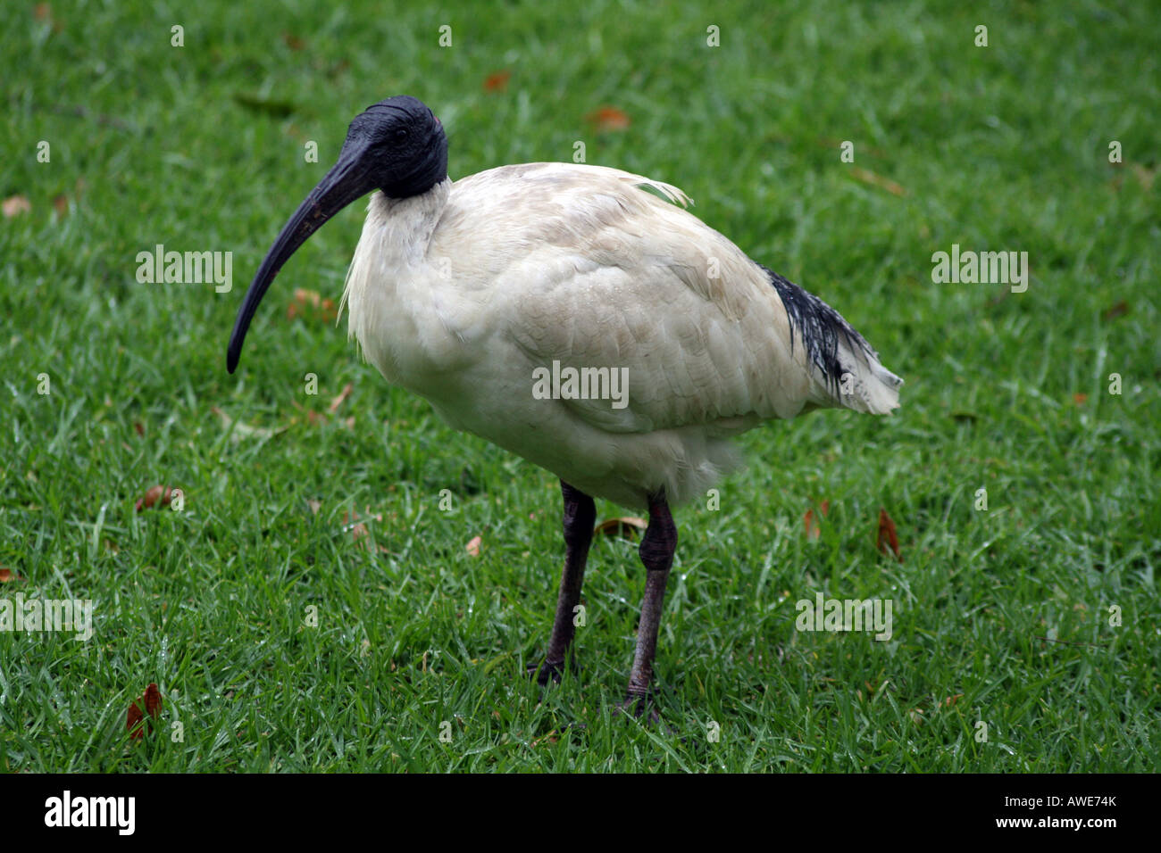 Australian White Ibis [jardin botanique royal, Farm Cove, Circular Quay, Sydney Harbour, Sydney, NSW, Australie] . Banque D'Images