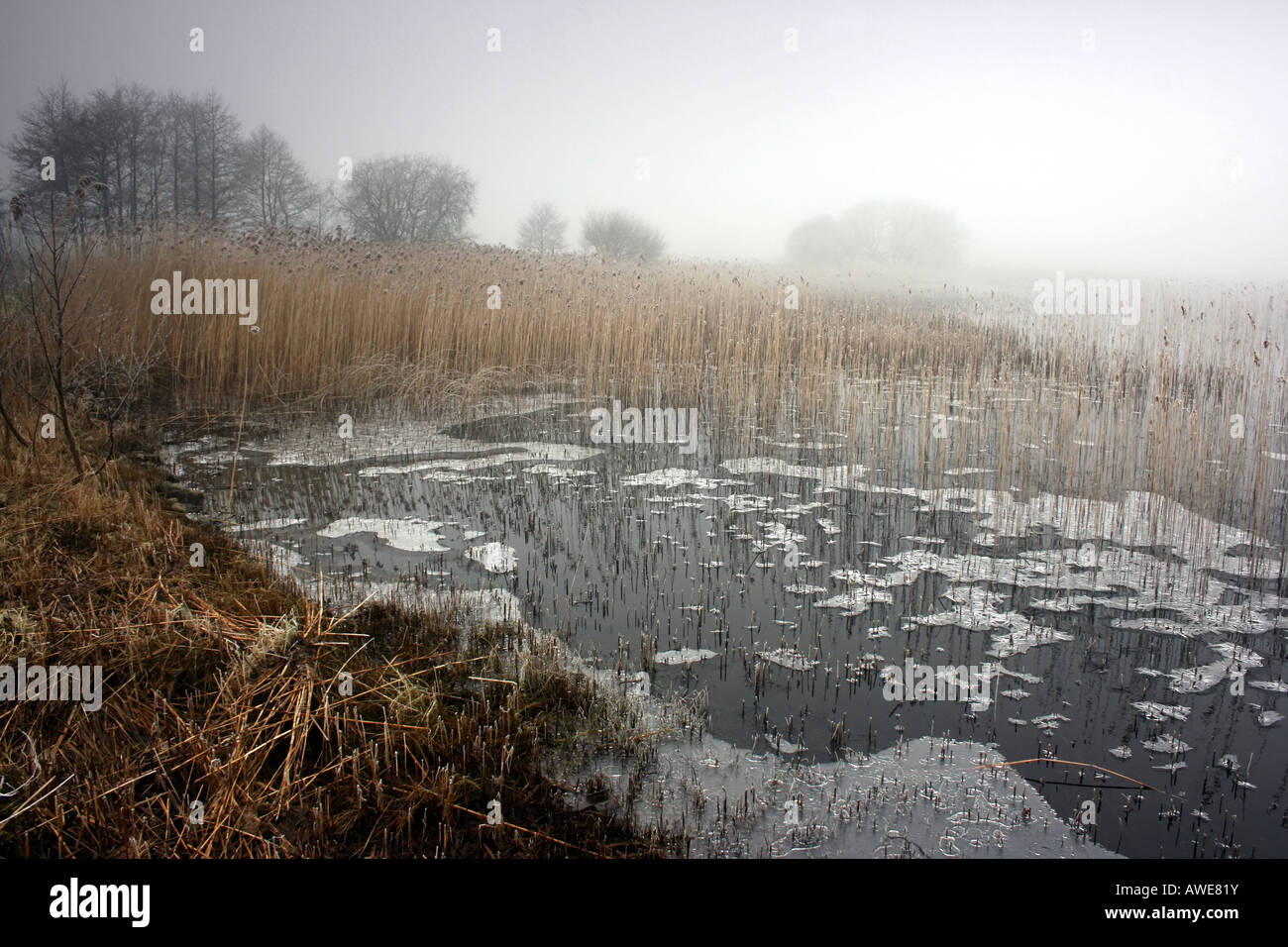 Les milieux humides sur les rives du Lough MacNean par une froide matinée de février, près de Blacklion, comté de Cavan, Irlande Banque D'Images