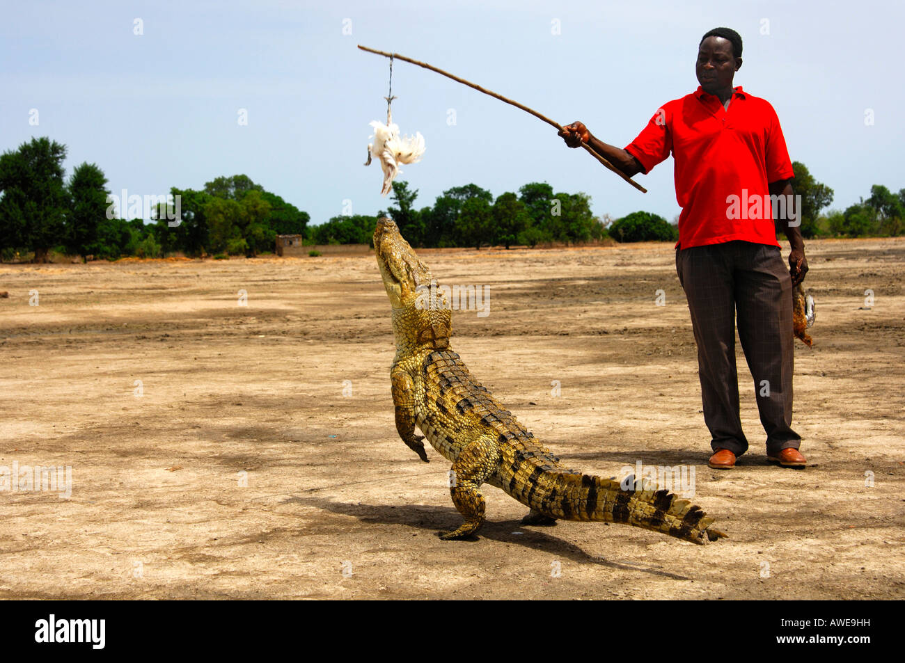 Whisperer crocodile, l'homme se moque un local avec un crocodile du Nil