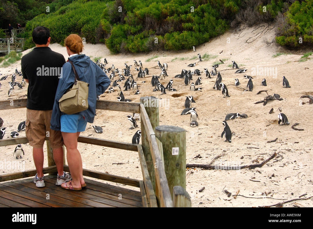 Visiteurs sur une observation 24 regarder une colonie de pingouins africains, Spheniscus demersus, Boulders Beach, Simon's Town, Western Banque D'Images