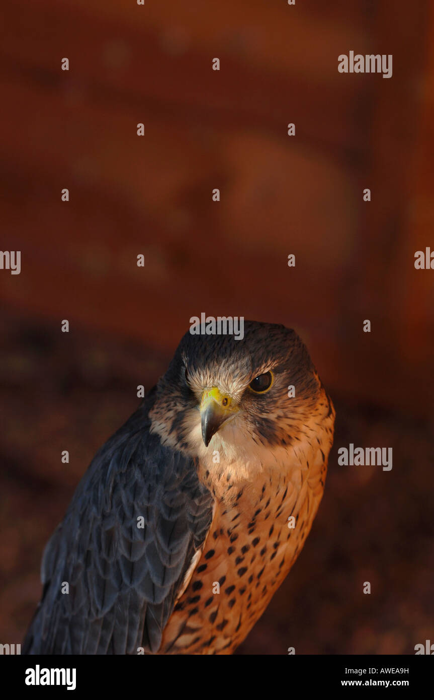 Portrait d'un oiseau de proie Perlin,qui est le résultat d'un Faucon émerillon Faucon pèlerin et l'accouplement. Banque D'Images