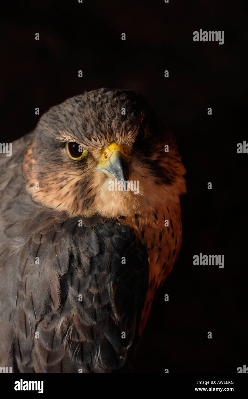 Merlin en captivité. d'oiseau de proie(Falco columbarius) Banque D'Images