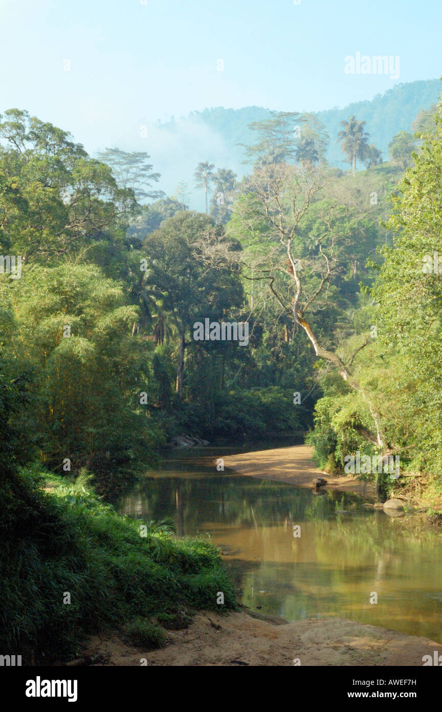 La rivière qui coule à travers la forêt tropicale Nilwala du Parc National de Sinharaja, Sri Lanka Banque D'Images