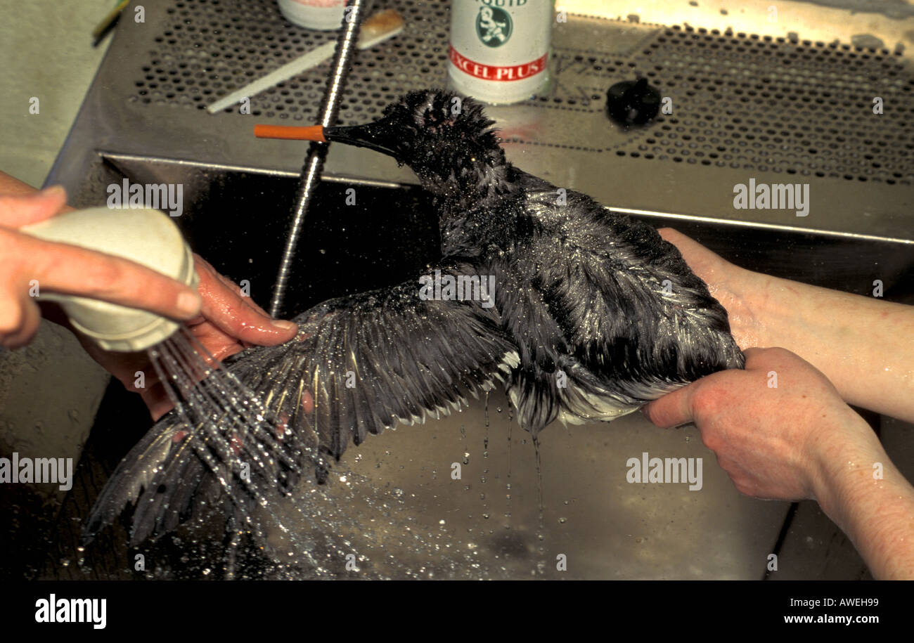 Un nettoyage à l'hôpital guillemot huilé RSPCA à Hatch Beaucham Taunton après Sea Empress oil spill Banque D'Images