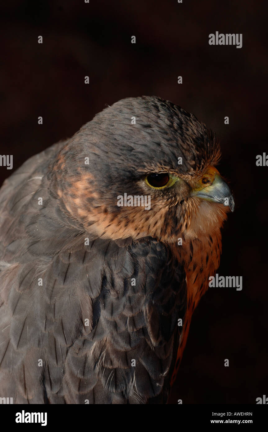 Merlin en captivité. d'oiseau de proie(Falco columbarius) Banque D'Images