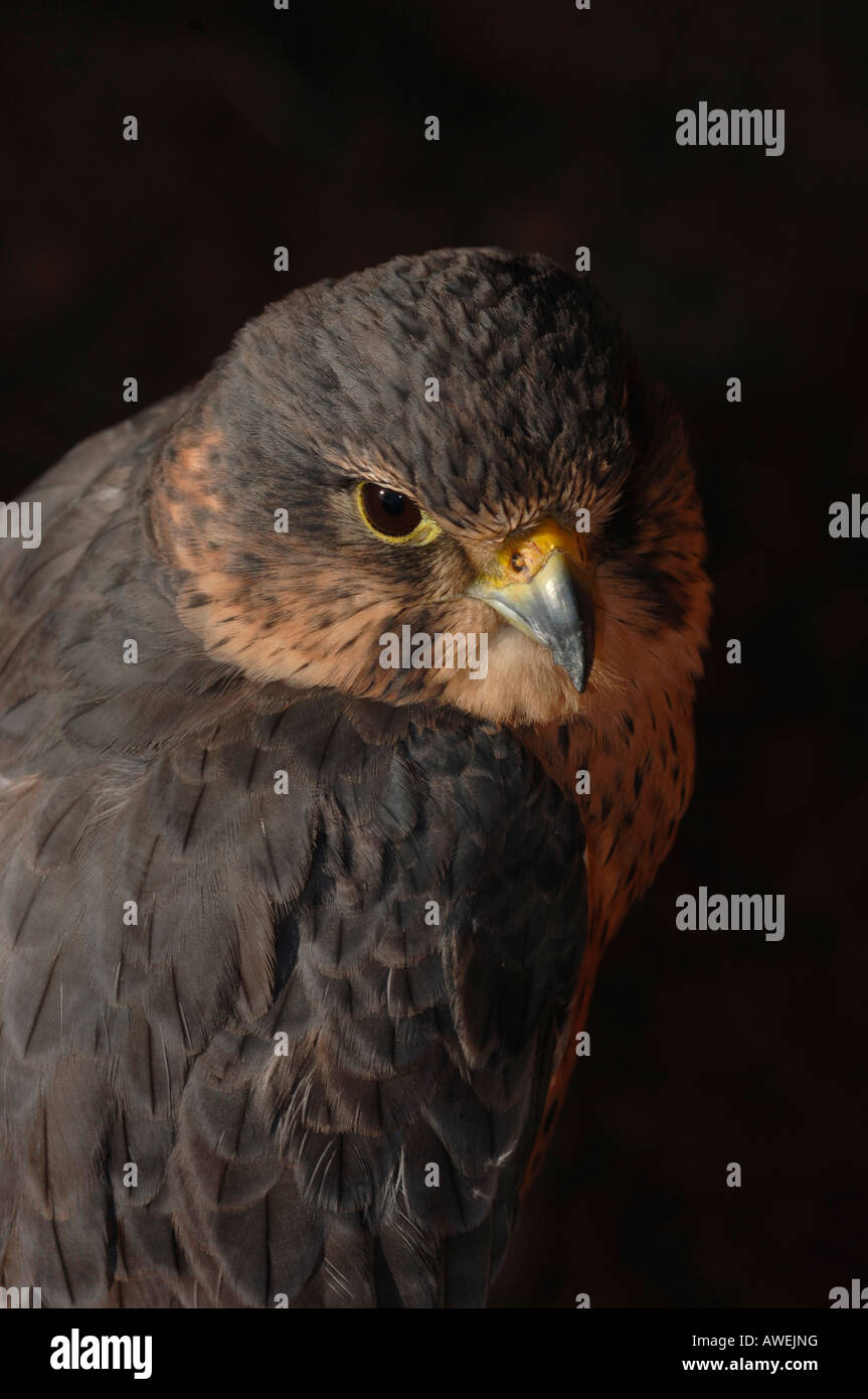 Merlin en captivité. d'oiseau de proie(Falco columbarius) Banque D'Images