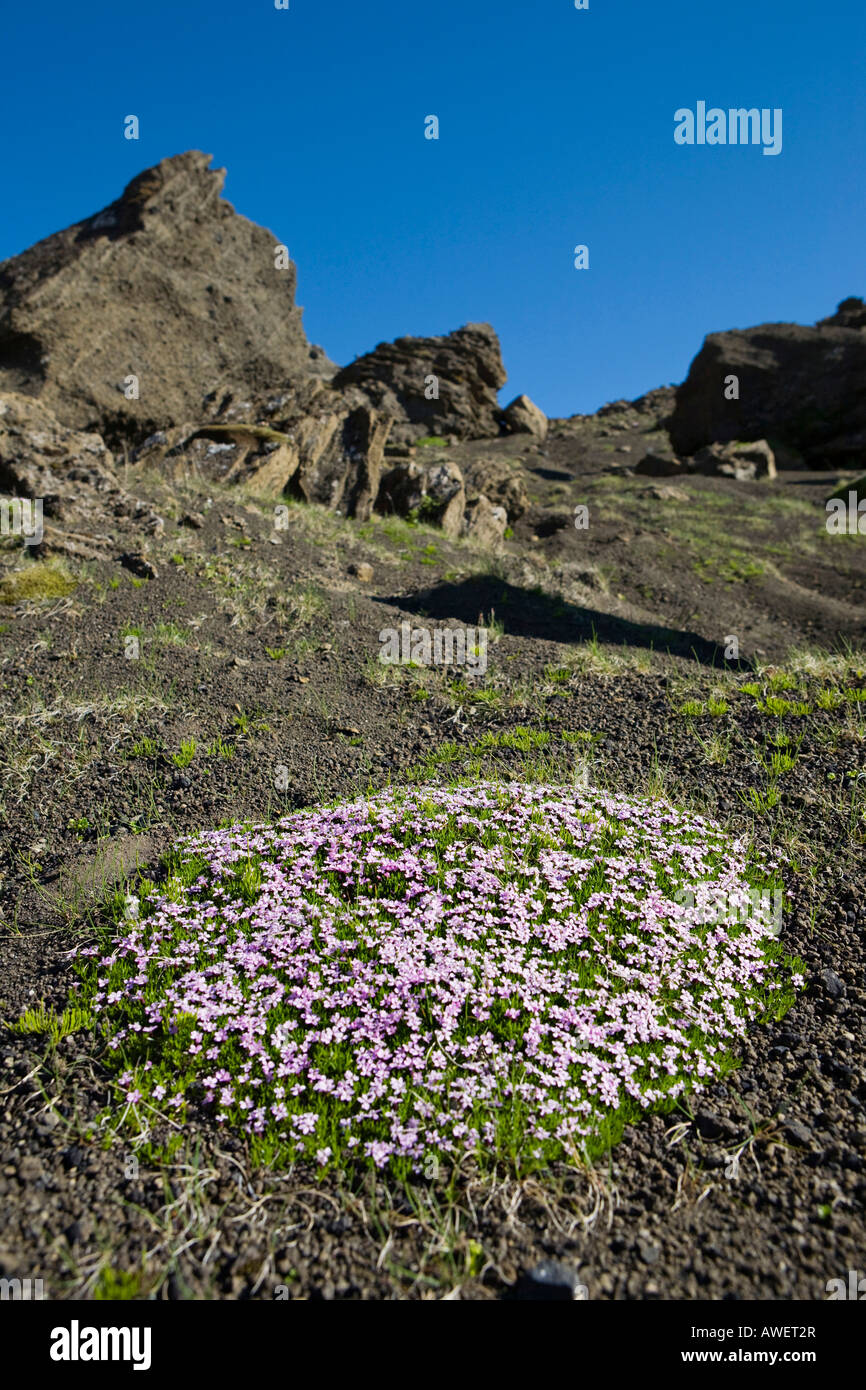 Le silène acaule (Silene acaulis) et d'étranges formations rocheuses, rhyolite, tuf, Selvellir Snaefellsness péninsule, l'Islande, de l'Atlantique Banque D'Images