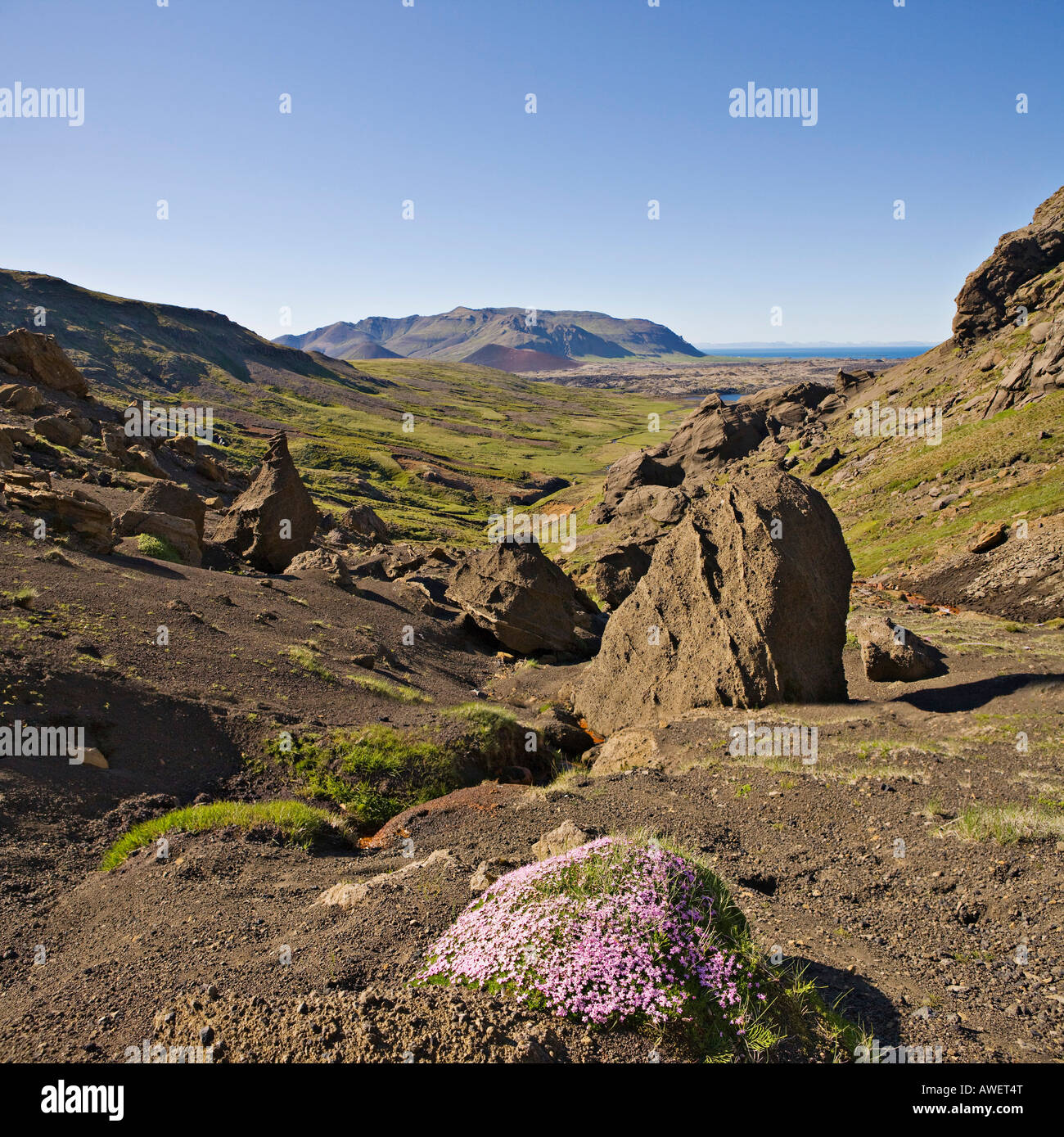 Le silène acaule (Silene acaulis) et d'étranges formations rocheuses, rhyolite, tuf, Selvellir Snaefellsness péninsule, l'Islande, de l'Atlantique Banque D'Images