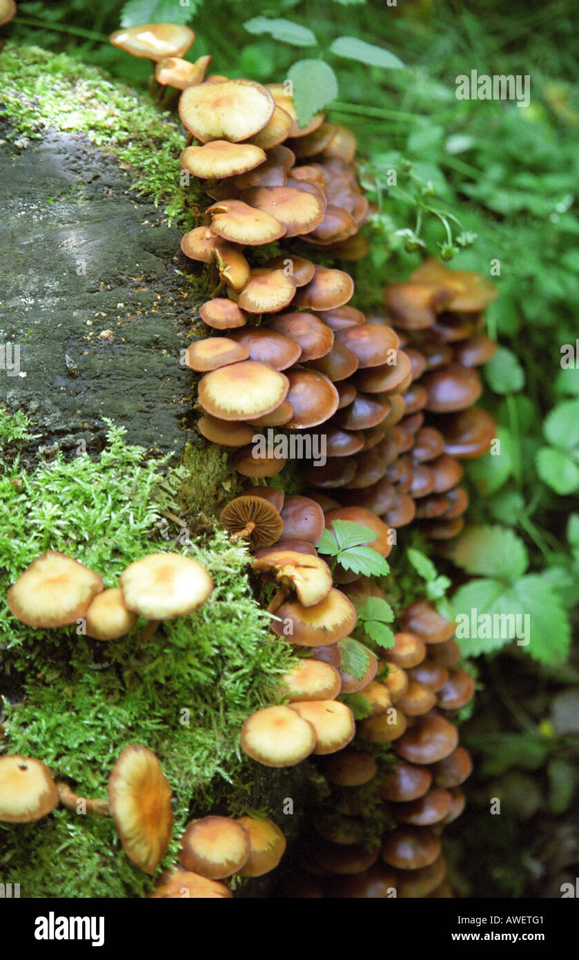 Souche d'arbre avec des faisceaux d'Kuehneromyces mutabilis champignon Banque D'Images