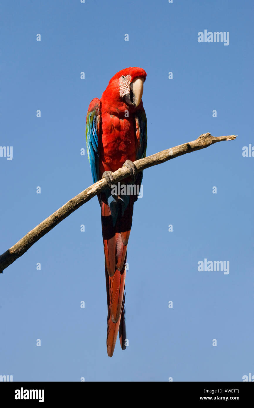 Macaw à ailes vertes ou Macaw rouge et verte (Ara chloroptera) au zoo de Hellbrunn, Salzbourg, Autriche, Europe Banque D'Images