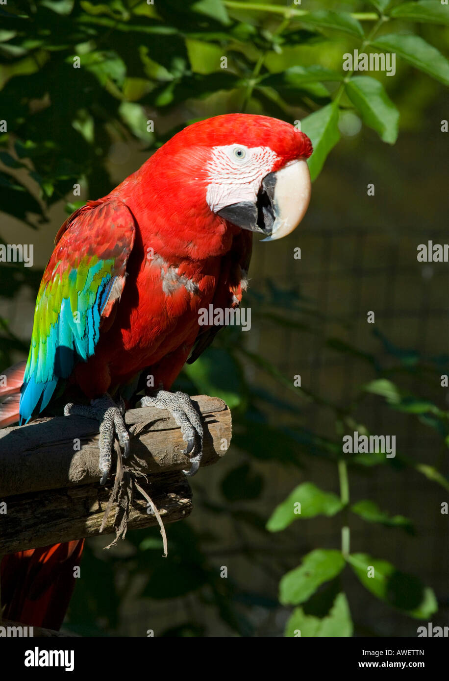 Macaw à ailes vertes ou Macaw rouge et verte (Ara chloroptera) au zoo de Hellbrunn, Salzbourg, Autriche, Europe Banque D'Images