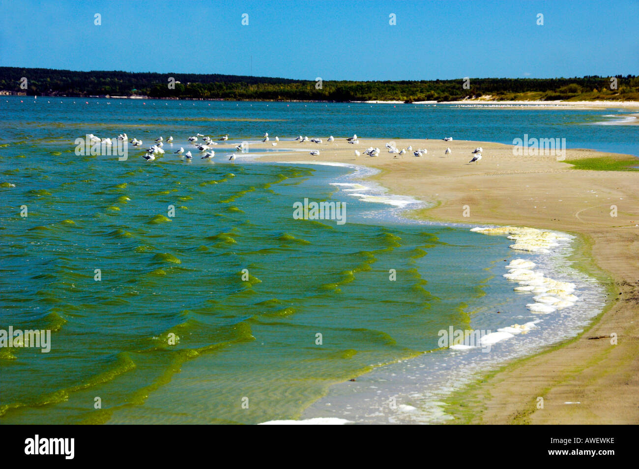 Floraison d'algues bleu-vert à Grand Beach sur le lac Winnipeg Manitoba Canada Banque D'Images
