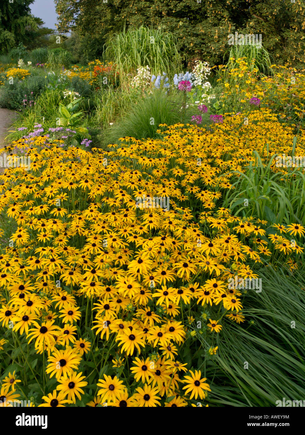 Cône orange flower (Rudbeckia fulgida) Banque D'Images