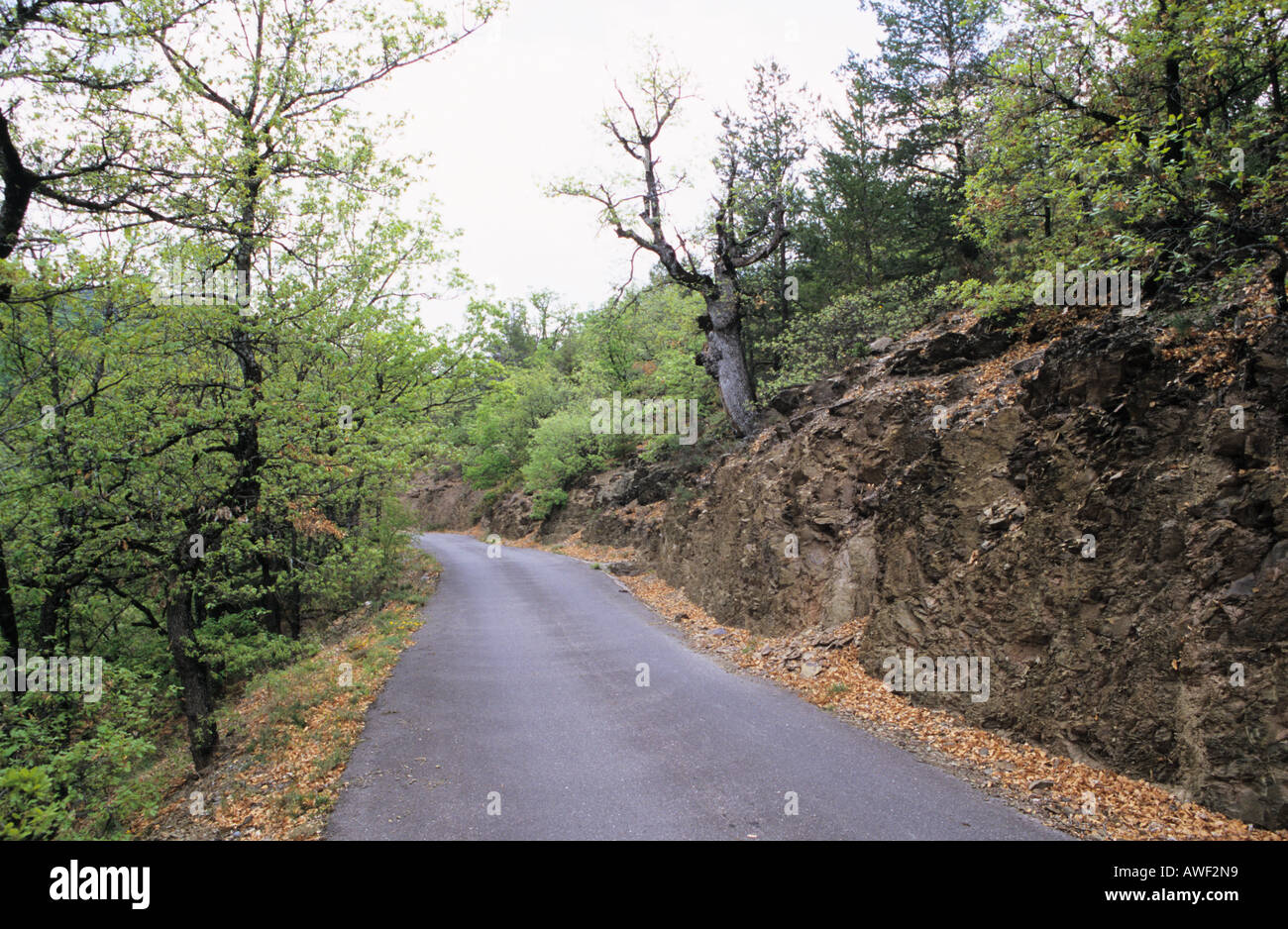 Route de montagne à travers la forêt de chêne autour de Cava dans Pyrénées Espagne Banque D'Images