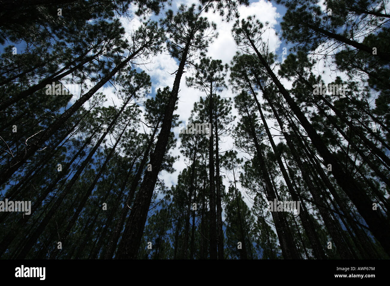 Forêt de pins Banque D'Images