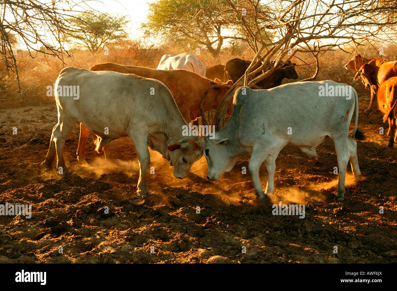 Deux taureaux de combat et de bétail dans Cattlepost Bothatogo Kraal, boîtier, Botswana, Africa Banque D'Images