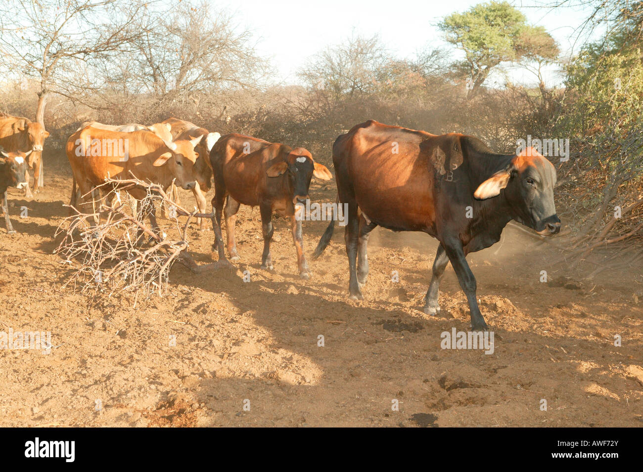 Troupeau de vaches dans le Cattlepost Bothatogo, kraal, Botswana, Africa Banque D'Images