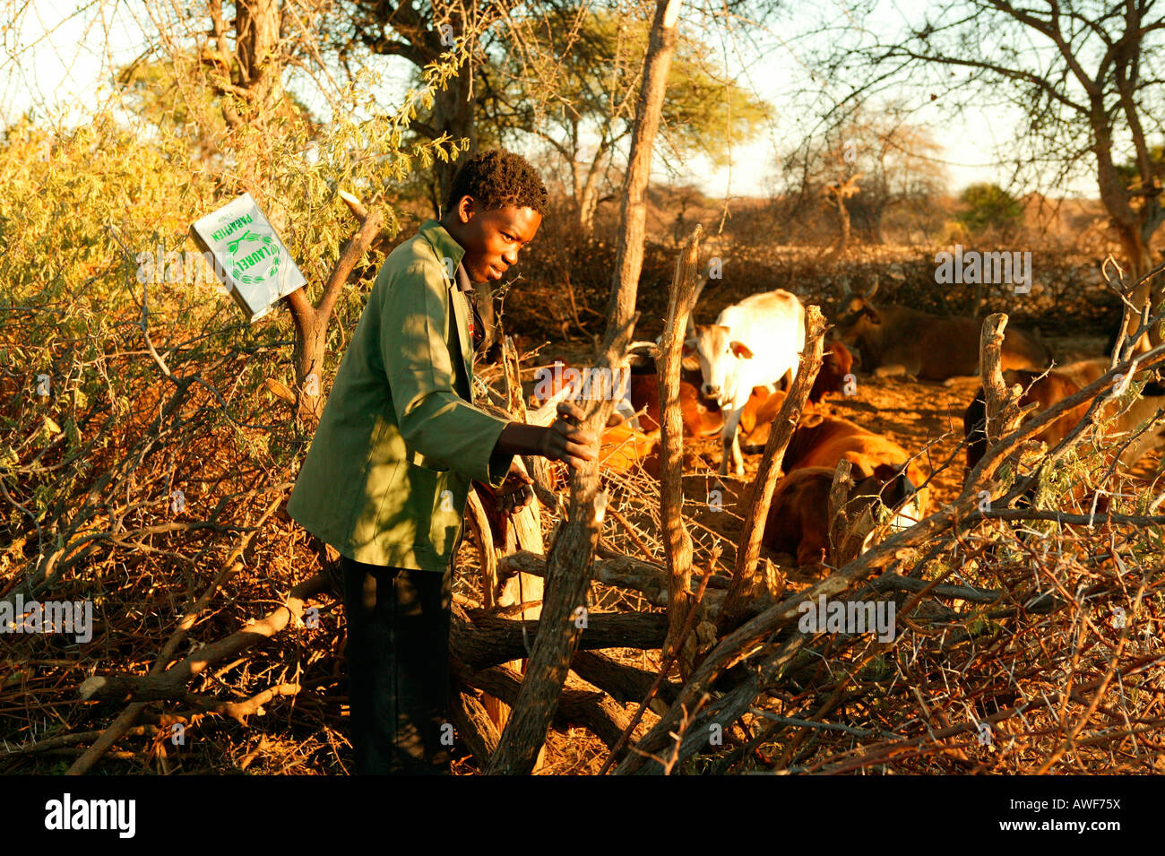 La fermeture de l'homme Cattlepost Bothatoga bovins, kraal, Botswana, Africa Banque D'Images