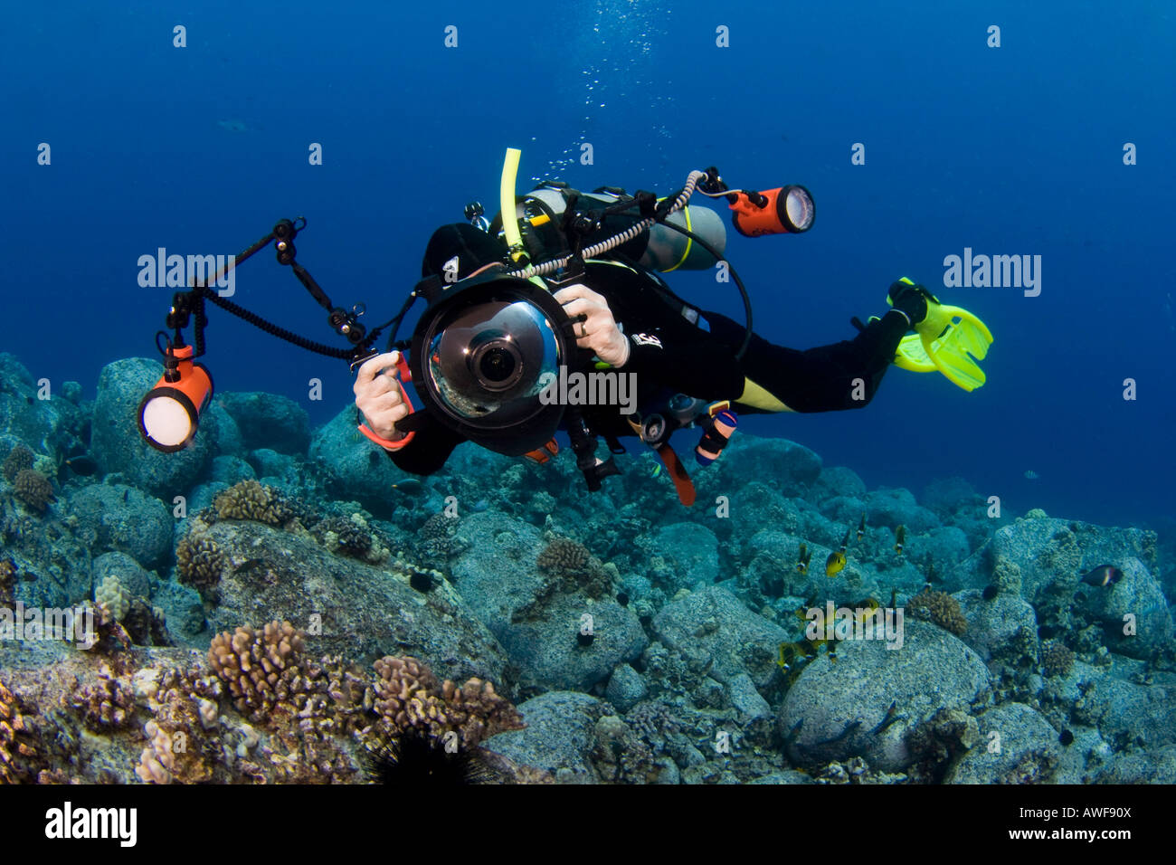 Un plongeur s'aligne sur un récif avec son appareil photo reflex numérique dans un boîtier sous-marin avec deux flashs côte de Kona, Hawaï. Banque D'Images