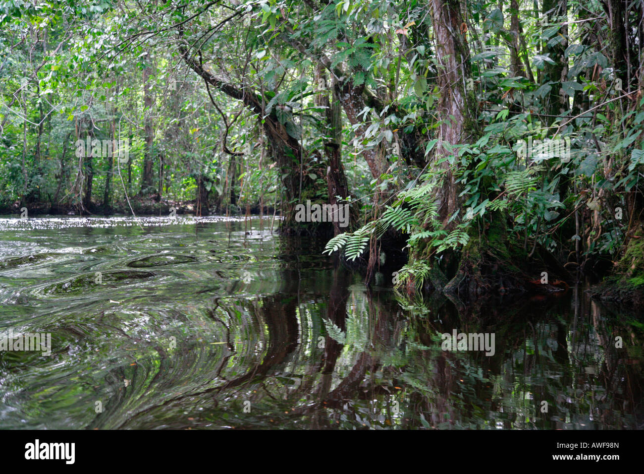 Paysage au bord de rivière, dans le Guayana Kamuni rainforest, Amérique du Sud Banque D'Images