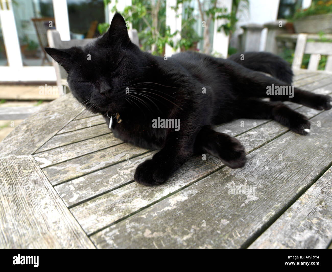 Chat noir à l'extérieur de maison dans jardin Banque D'Images