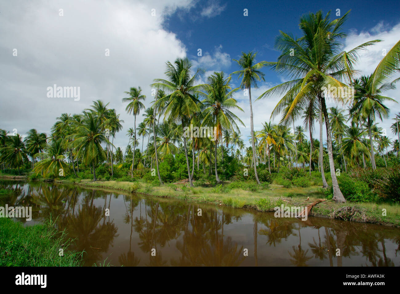 Plantation de cocotiers, palmiers, cocotiers, traitement de Georgetown, Guyana, en Amérique du Sud Banque D'Images