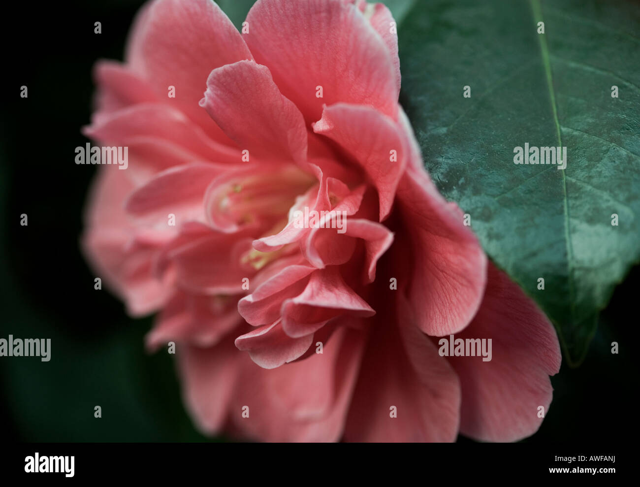 Camellia rose floraison dans le Royaume-Uni au début du printemps Banque D'Images